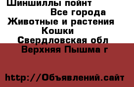 Шиншиллы пойнт ns1133,ny1133. - Все города Животные и растения » Кошки   . Свердловская обл.,Верхняя Пышма г.